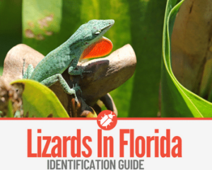 17 Lizards In Florida To Look Out For – Identification Guide - Pests Hero