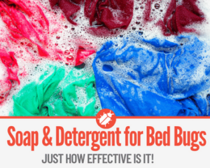 Laundry Soap & Detergent To Kill Bed Bugs -Extremely Effective! - Pests ...